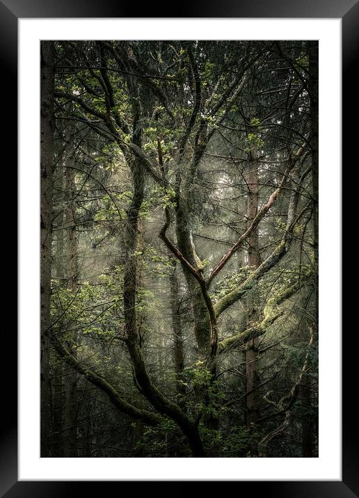 The Canopy Framed Mounted Print by Mark Jones