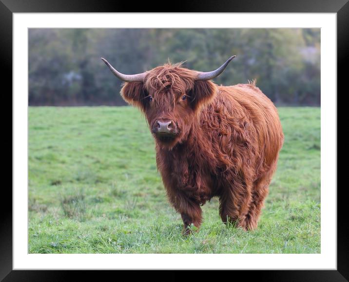 Majestic and Wild Highland Cow Framed Mounted Print by Simon Marlow