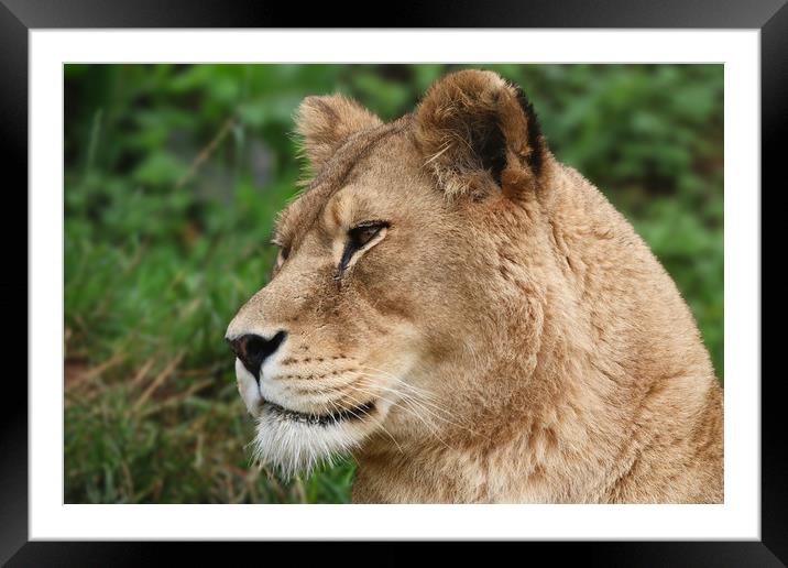 The Regal Majesty Framed Mounted Print by Simon Marlow