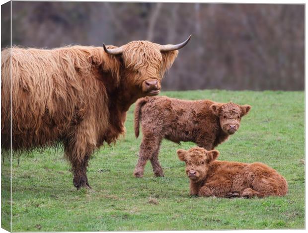 Majestic Highland Cow and Calves Canvas Print by Simon Marlow