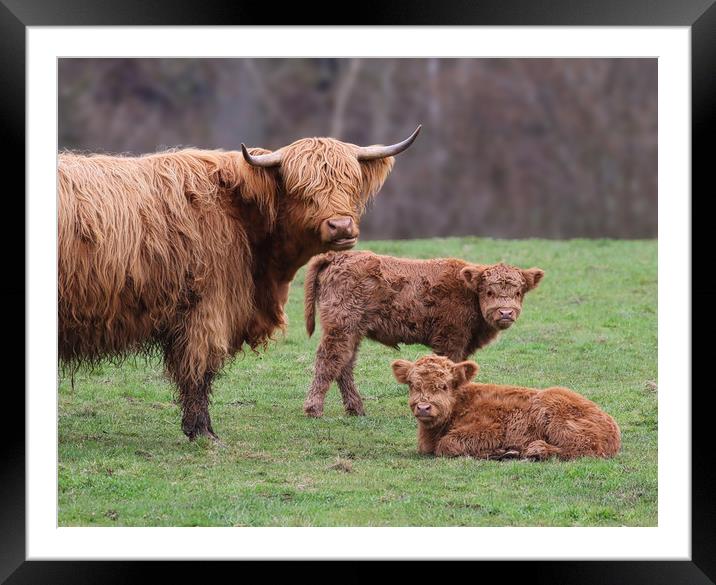 Majestic Highland Cow and Calves Framed Mounted Print by Simon Marlow