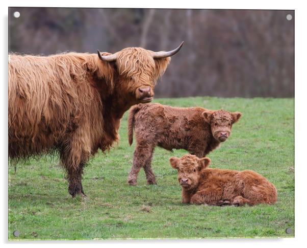 Majestic Highland Cow and Calves Acrylic by Simon Marlow