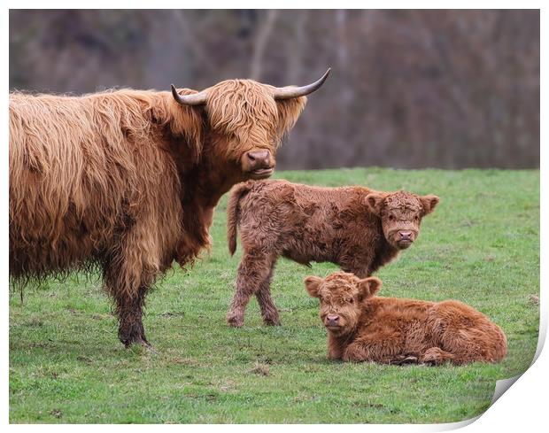 Majestic Highland Cow and Calves Print by Simon Marlow