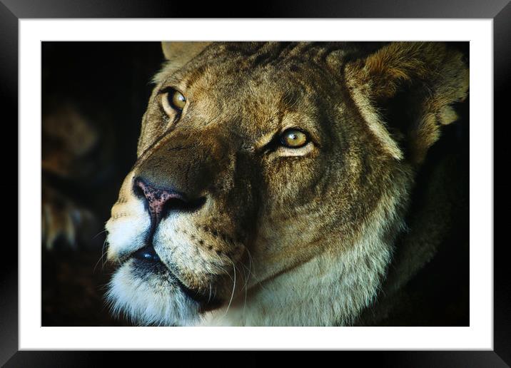 Soulful portrait of a Lion Framed Mounted Print by Simon Marlow