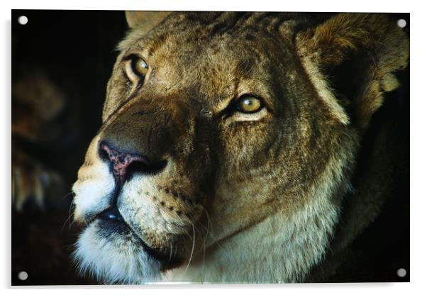Soulful portrait of a Lion Acrylic by Simon Marlow