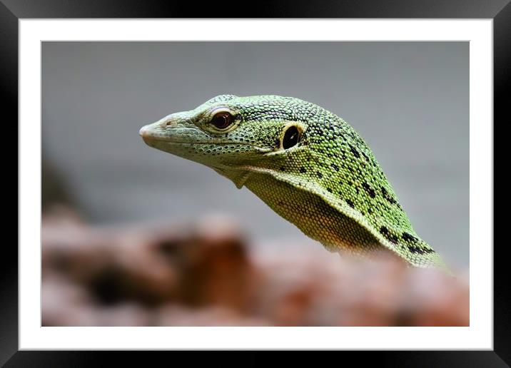 Lime Green Lizard Framed Mounted Print by Simon Marlow