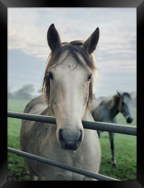 Majestic Stallion at Gateway Framed Print by Simon Marlow