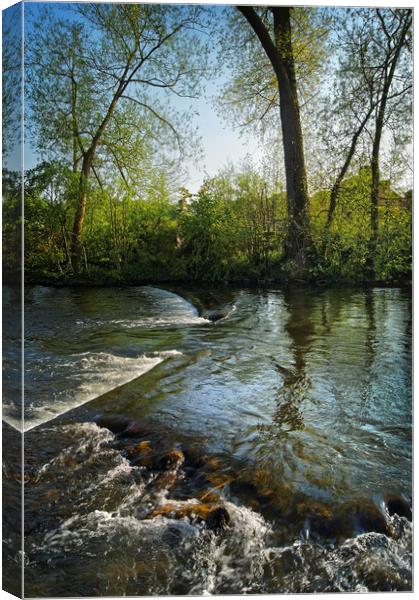 River Wye at Bakewell            Canvas Print by Darren Galpin