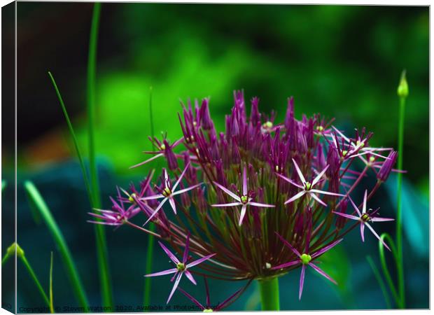 Allium Christophii Canvas Print by Steven Watson