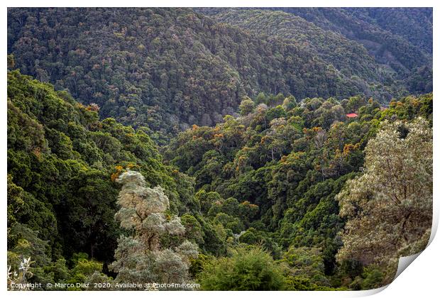 Costa Rican forests. San Gerardo de Dota Print by Marco Diaz