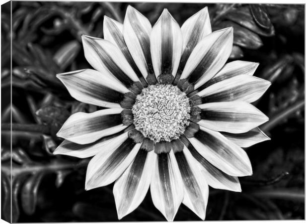 Black and White Treasure Flower, Gazania Rigens Canvas Print by Rob Cole