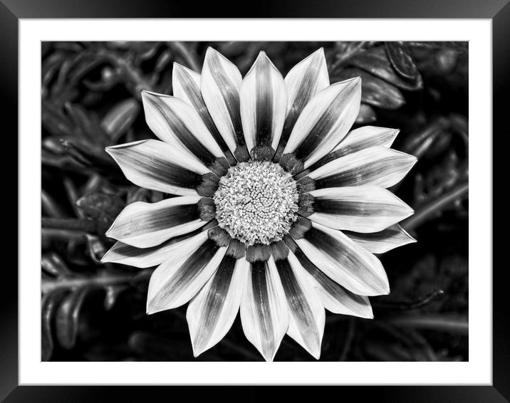 Black and White Treasure Flower, Gazania Rigens Framed Mounted Print by Rob Cole