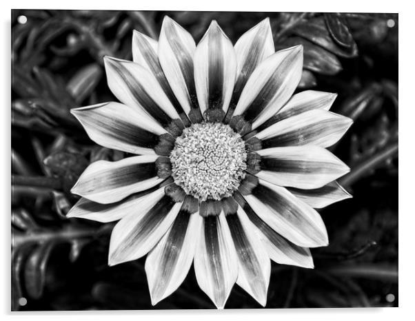Black and White Treasure Flower, Gazania Rigens Acrylic by Rob Cole