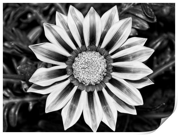Black and White Treasure Flower, Gazania Rigens Print by Rob Cole