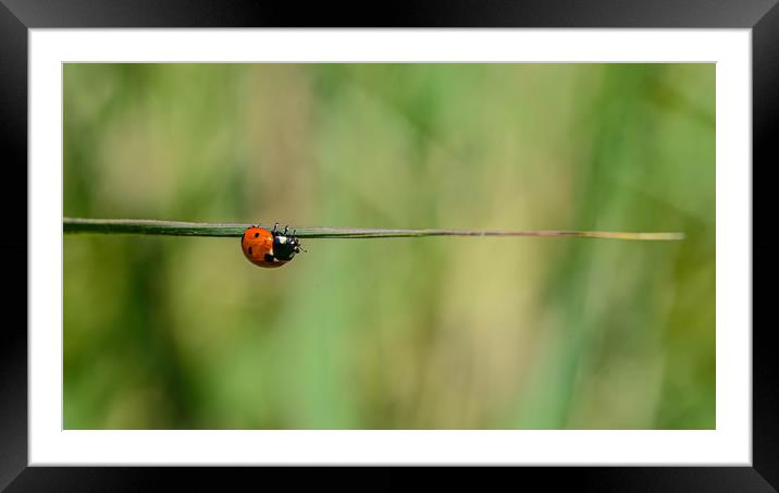Ladybird  Framed Mounted Print by Alan Strong