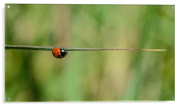 Ladybird  Acrylic by Alan Strong