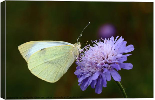 Large white butterfly Canvas Print by Rumyana Whitcher
