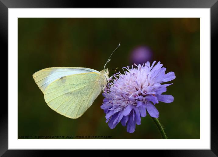 Large white butterfly Framed Mounted Print by Rumyana Whitcher