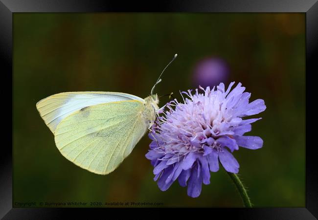 Large white butterfly Framed Print by Rumyana Whitcher