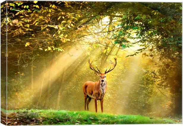 Red Deer Stag Canvas Print by Adrian Campfield