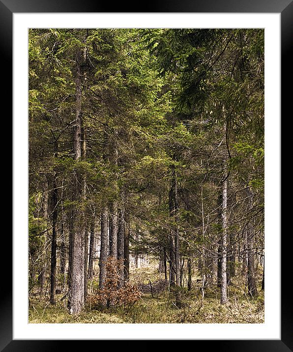 Into the Woods Framed Mounted Print by richard downes