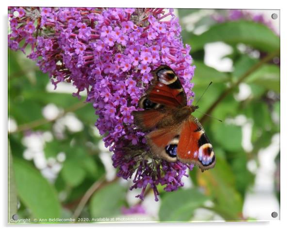              Beautiful Butterfly                   Acrylic by Ann Biddlecombe