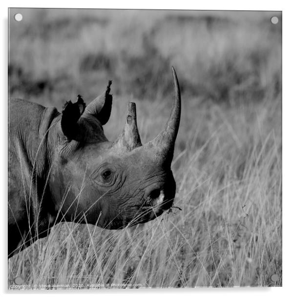Black Rhino Acrylic by steve akerman
