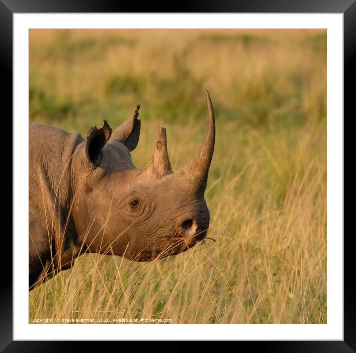 Rhino posing. Framed Mounted Print by steve akerman
