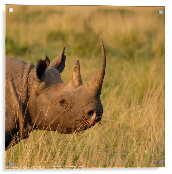 Rhino posing. Acrylic by steve akerman
