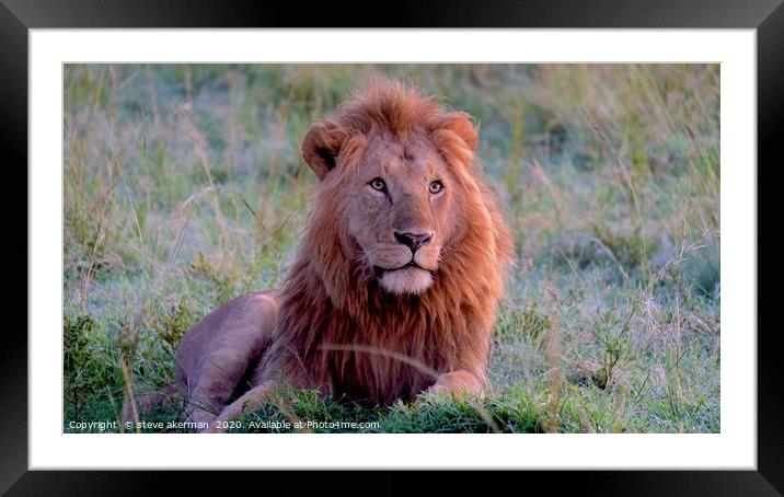 Male lion watching and waiting. Framed Mounted Print by steve akerman