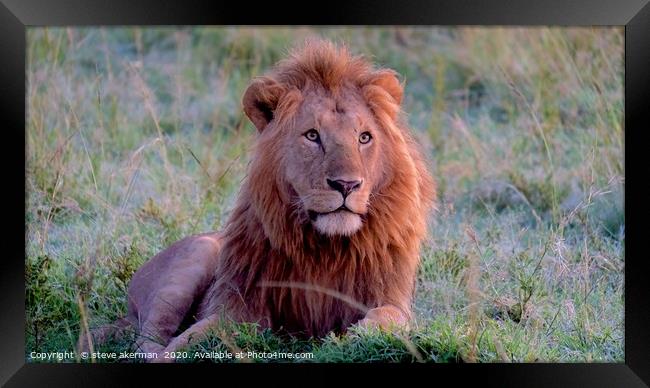 Male lion watching and waiting. Framed Print by steve akerman