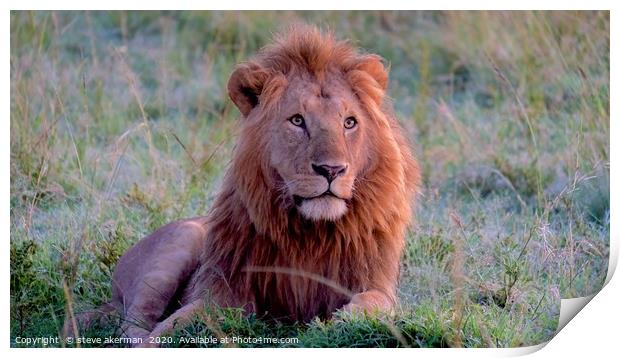 Male lion watching and waiting. Print by steve akerman