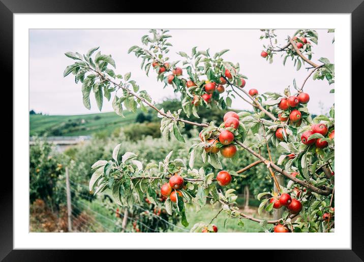 Red Apple Tree Framed Mounted Print by Patrycja Polechonska