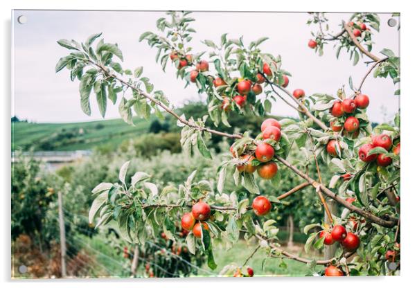 Red Apple Tree Acrylic by Patrycja Polechonska