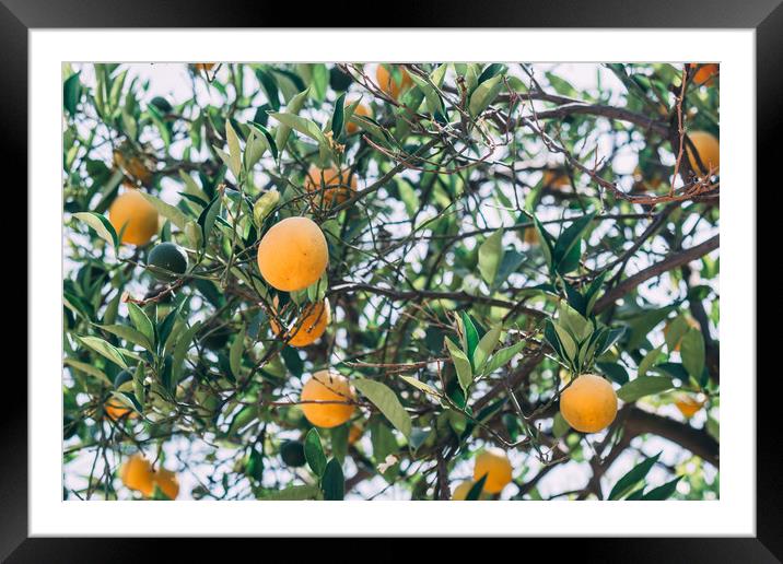 Orange Tree Framed Mounted Print by Patrycja Polechonska