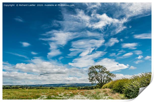 Ox-Eyes and Cirrus Print by Richard Laidler