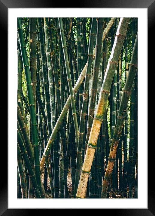 Bamboo Forest Framed Mounted Print by Patrycja Polechonska