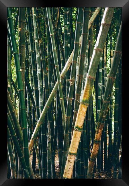 Bamboo Forest Framed Print by Patrycja Polechonska