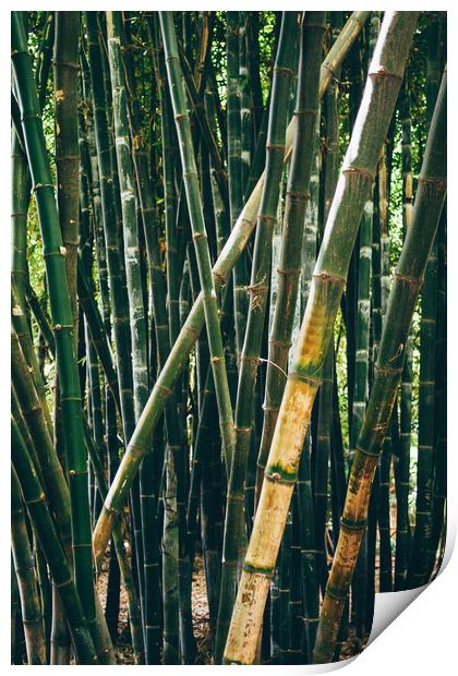 Bamboo Forest Print by Patrycja Polechonska