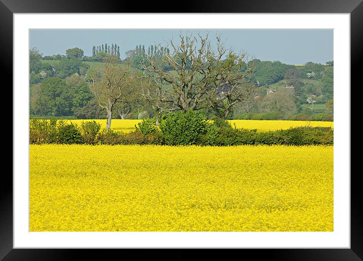 Field Of Yellow Framed Mounted Print by kelly Draper
