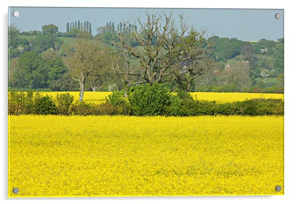 Field Of Yellow Acrylic by kelly Draper