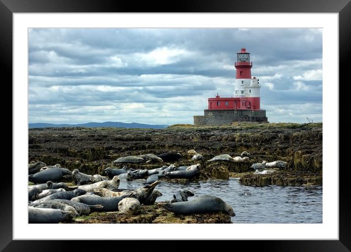 Lazy by the lighthouse Framed Mounted Print by Rachael Hood