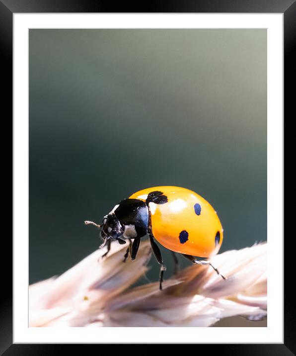 The Fifth Beetle Framed Mounted Print by Mark Jones
