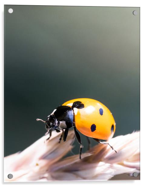 The Fifth Beetle Acrylic by Mark Jones