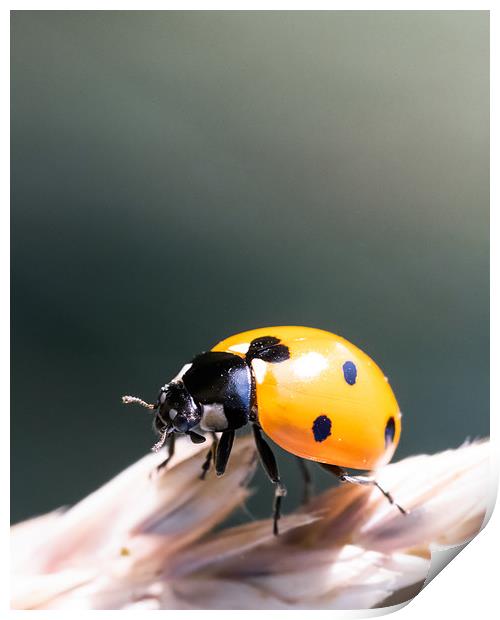 The Fifth Beetle Print by Mark Jones