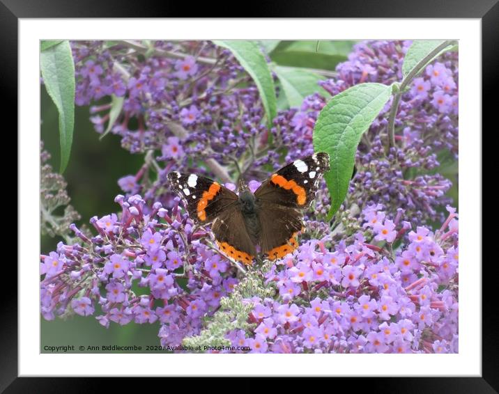  Red admiral  butterfly Framed Mounted Print by Ann Biddlecombe