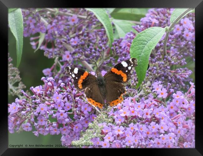  Red admiral  butterfly Framed Print by Ann Biddlecombe