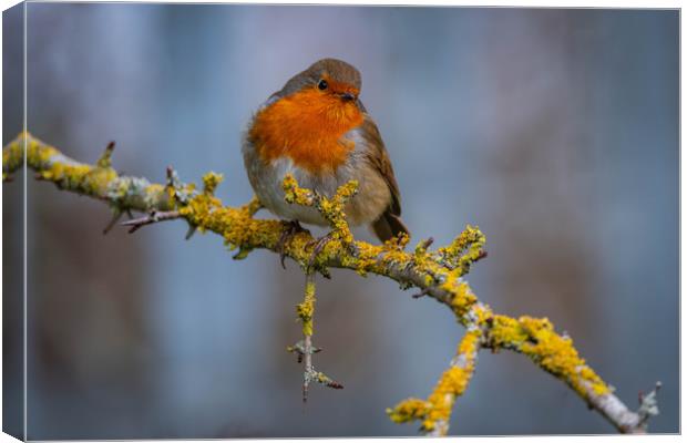 A Chilli Robin in the morning Canvas Print by Alan Strong
