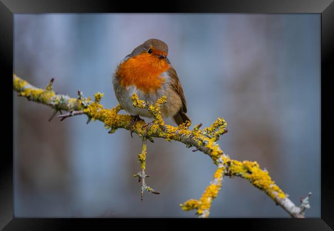 A Chilli Robin in the morning Framed Print by Alan Strong