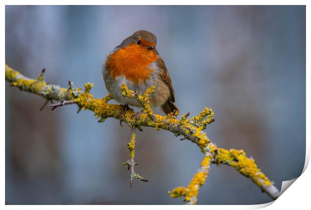 A Chilli Robin in the morning Print by Alan Strong